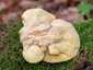 Sárga gévagomba (Laetiporus sulphureus), Börzsöny
